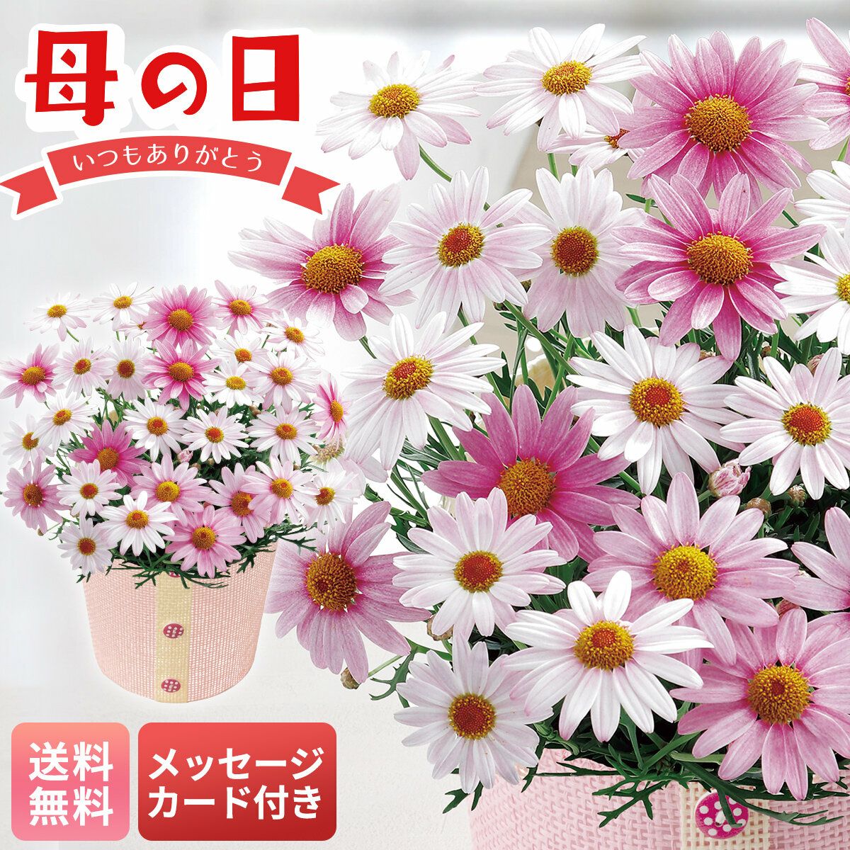 マーガレット（さくらべーる）｜母の日 花ギフト・プレゼント