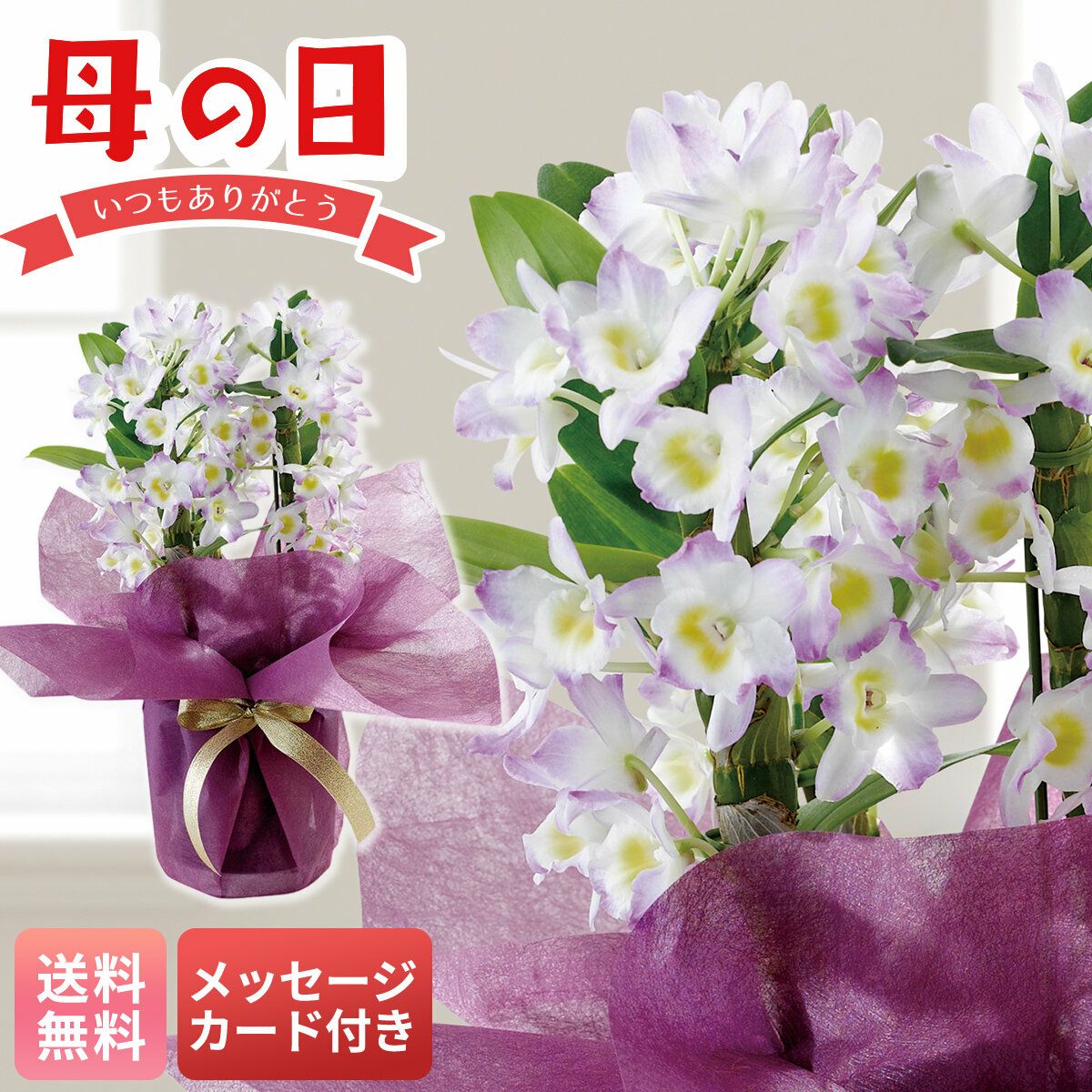 デンドロビウム 桃系｜母の日 花ギフト・プレゼント｜メッセージカード